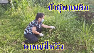 หาหญ้าในสวน | เศรษฐกิจพอเพียง | ป้าอุ๊พาเพลิน