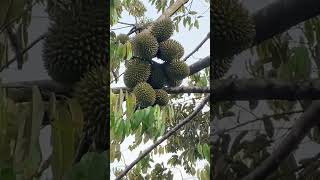 Durian kampung berbuah banyak sekali🌱