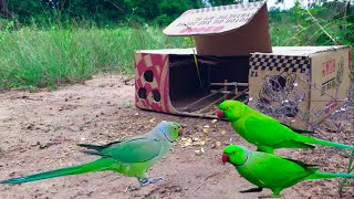 Creative Easy " Unique Best Bird Trap using Box Amazing - shorts Channel