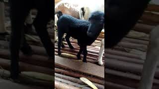 anak kambing Garut betina umur 3 bulan #shorts