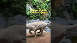 Malaysian White Lion in Sunway Lagoon, Kuala Lumpur #wheninKL 🙂