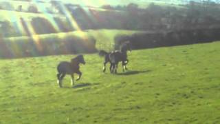 Horses working out whos boss in the field.