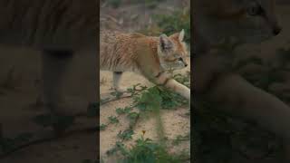 The sand cat, a tiny titan of the Sahara, is a true desert specialist. #vantara #sandcats #sandcat