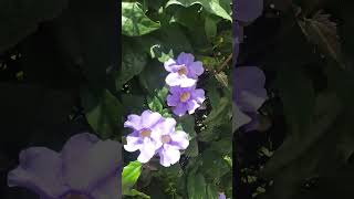 Blue Sky Vine Blossom