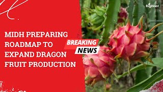 MIDH preparing roadmap to expand Dragon fruit production