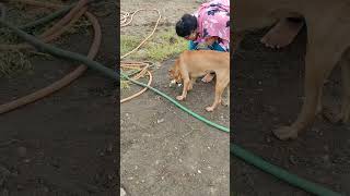 feeding dog, eating idli 🙂