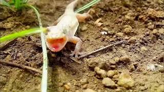 come guecko cantando desde pequeño ciclo vida habitos hemidactylus blanco huevo cazando bebe común