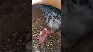 Budgerigar Baby Feed