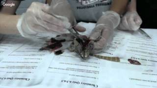 Reptile dissection 3rd per