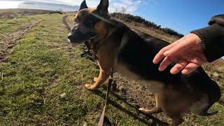 German shepherd on walk. Eros på tur. 07.10.2024. still you tubes most boring video part 1