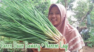 Eps. 62 Harvest Leeks || Panen Daun Bawang & Langsung Tanam Lagi :)