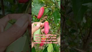 #buah #berkebun #kebun