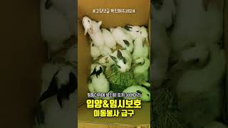 찜통더위 속 방치된 토끼 30여마리 입양/임보/이동봉사 급구