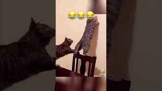 Don't forget to like and subscribe for more funny cat videos in the future.