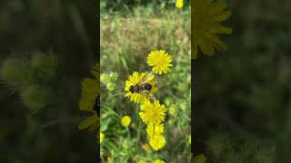 Generosità  della Natura