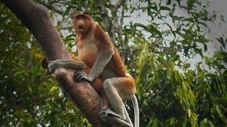 Proboscis monkeys jumping  together and cross in rivers