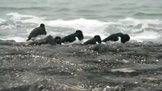 Huîtrier pie ( Haematopus ostralegus )