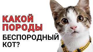 Какой породы БЕСПОРОДНЫЙ КОТ? Узнайте ПРАВДУ о домашних кошках!