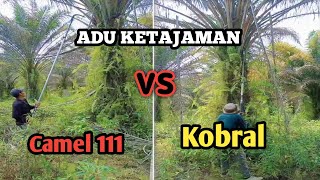 Perbedaan ketajaman egrek kobra vs egrek camel 111.