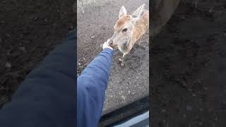 feeding a baby deer