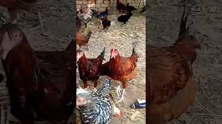 Desi poultry Farming# ch azam# shorts