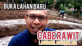 Buka Lahan Baru! Cabe Rawit Lagi?