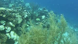 Playa Kalli (Alice in Wonderland) Dive 1, 1-15-24, Curacao