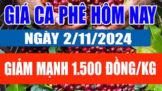 Giá cà phê hôm nay 2/11/2024: Giảm mạnh 1,500 đồng/kg #giacaphe