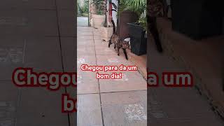 #gato#viralvideo #memes#cat #gatosfofos#pets #gatosengracados #brasil#animais #bomdia#feedshorts