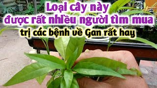 Đây là loại cây mà nhiều người tìm kiếm, trị các bệnh về gan, xơ gan cổ chướng. PHAN HẢI Vlog