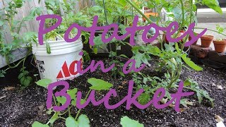 Potatoes in a Bucket