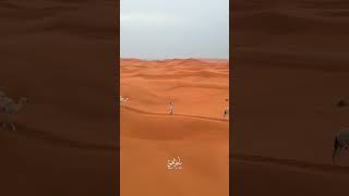 الزلفي نفود الثويرات بعد الامطار 😍😍😍🐪☔️