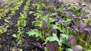 Keep those greens beds looking FRESH and your hands CLEAN!