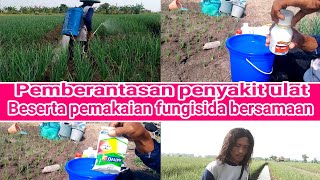 pengobatan untuk memberantas ulat & fungisida untuk kesehatan bawang merah.