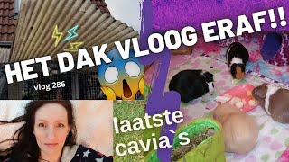 Dak vloog er af !!! en De laatste 4 cavia`s