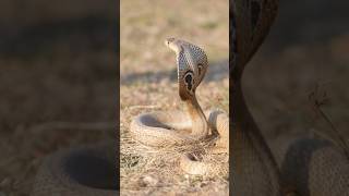 Snakes Can Predict Earthquakes #shorts