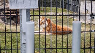 one day @ cougar mountain zoo