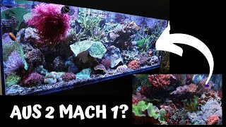 Reef Update: Steinkorallen vs. Weichkorallenbecken - wie geht’s weiter?