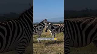 #beautiful #nature #zebra #grooming #wildlife #morningroutine  #wildanimals #wildlifephotography