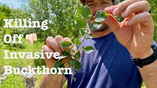 Removing and Treating Invasive Buckthorn