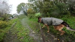 German shepherd on walk. Eros på tur. 10.09.2024. still you tubes most boring video