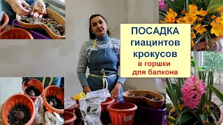 Посадка гиацинтов и крокусов дома осенью в горшок для цветения весной на балконе.