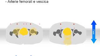 Corso RM FAD 2015 -    anche   parte 2