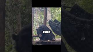 Moon bear does tricks at the zoo