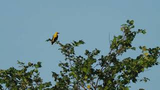 Hmm, die Bienenfresser sind viel stimmfreudiger als dieser Pirol. _ #Vogelbeobachtung