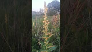 Lekovite biljke - Ranjenik-  Repík lekársky. (Agrimonia eupatoria ).(1)