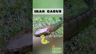 Ini perbedaan Ikan lele dan Ikan Gabus yang perlu kamu tahu 'AR Fish 🐬'