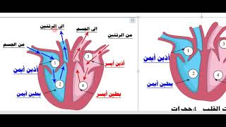 القلب(الجهاز الدوري)العلوم الصف الثامن الفصل الثاني القلب الدم الرئتين