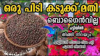 ഒരാഴ്ച്ച മതി തിങ്ങി നിറയാൻ കൊടുക്ക് /bogainvila flowering tricks//poppy vlogs /malayalam