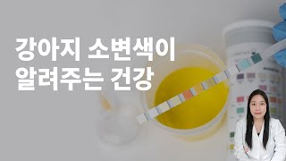 삐뽀삐뽀- 강아지 소변색으로 알아보는 건강상태